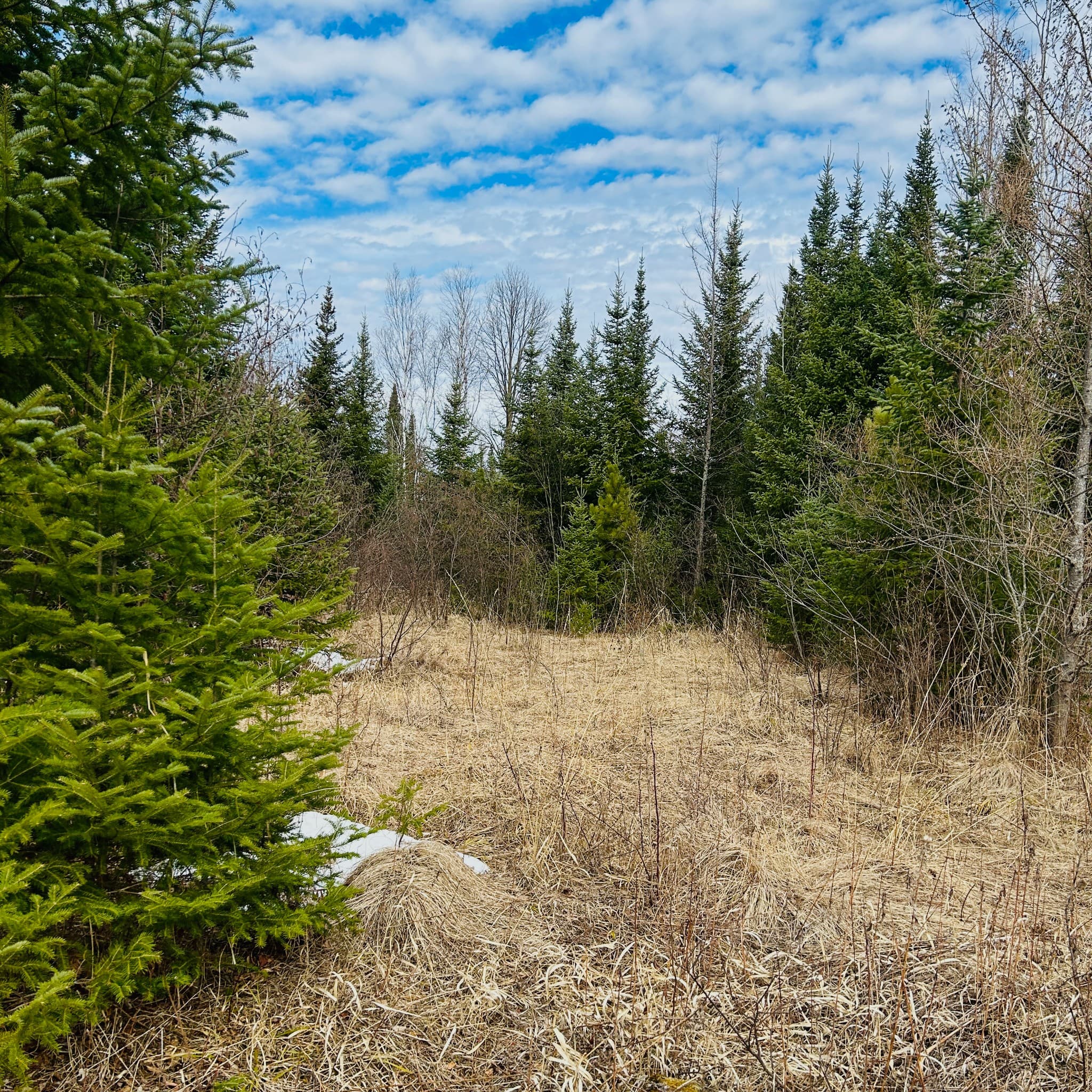 Forest clearing with evergreens and blue sky